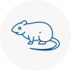 Rat Control Chesterfield